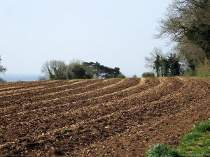Cotswold Way - stony fields