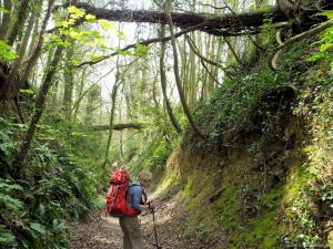 Cotswold Way - Sunken path