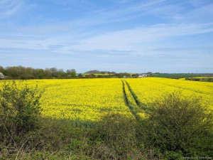 Cotswold Way - Oilseed Rape fields